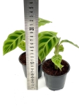 Goeppertia (Calathea) zebrina - S