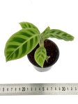 Goeppertia (Calathea) zebrina - S