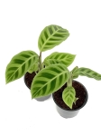 Goeppertia (Calathea) zebrina - S