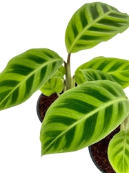Goeppertia (Calathea) zebrina