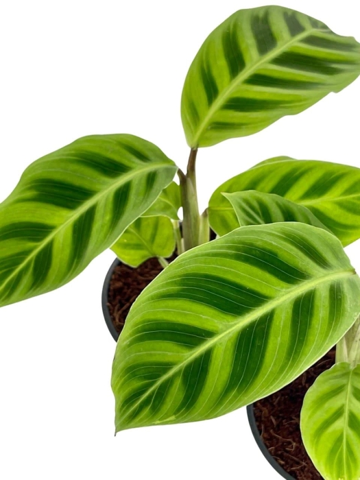 Goeppertia (Calathea) zebrina - S