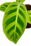 Goeppertia (Calathea) zebrina - S