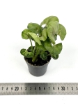 Syngonium Roxanne - S