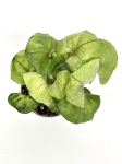 Syngonium Roxanne - S