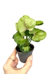 Syngonium Roxanne - S
