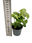 Syngonium Roxanne - S