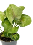 Syngonium Roxanne - S