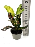 Codiaeum - kroton 'Red banana' - S