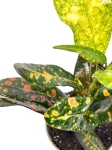 Codiaeum - kroton 'Red banana' - S
