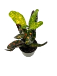 Codiaeum - kroton 'Red banana' - S