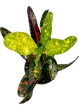Codiaeum - kroton 'Red banana' - S