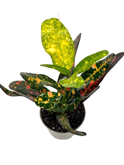 Codiaeum - kroton 'Red banana' - S