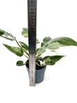Philodendron White Princess - XL