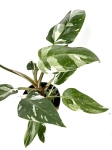 Philodendron White Princess - XL