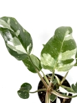 Philodendron White Princess - XL