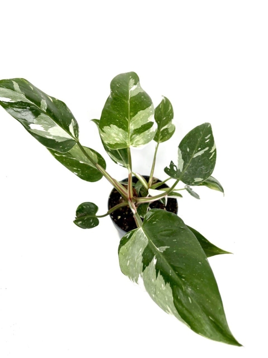 Philodendron White Princess - XL