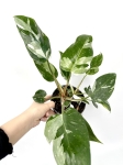 Philodendron White Princess - XL