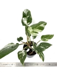 Philodendron White Princess - XL