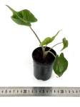Alocasia stingray - S