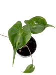 Alocasia stingray - S