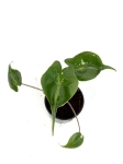 Alocasia stingray - S