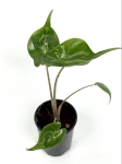 Alocasia stingray - S
