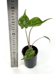 Alocasia stingray - S