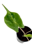 Alocasia stingray - S