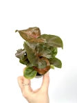 Syngonium Maria - S