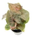 Syngonium Maria - S