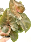 Syngonium Maria - S
