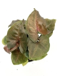 Syngonium Maria - S