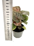 Syngonium Maria - S