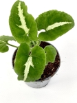 Syngonium Wendlandi Green Velvet/Aom Pragai Phet. - S