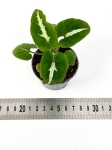 Syngonium Wendlandi Green Velvet/Aom Pragai Phet. - S