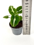 Syngonium Wendlandi Green Velvet/Aom Pragai Phet. - S