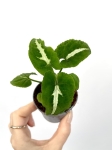 Syngonium Wendlandi Green Velvet/Aom Pragai Phet. - S