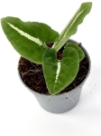 Syngonium Wendlandi Green Velvet/Aom Pragai Phet. - S