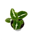 Syngonium Wendlandi Green Velvet/Aom Pragai Phet. - S