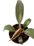 Philodendron Autumn - S