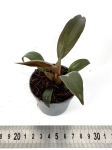 Philodendron Autumn - S