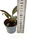 Philodendron Autumn - S