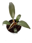 Philodendron Autumn - S