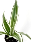 Dracena Dragontree White Jewel - S