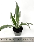 Dracena Dragontree White Jewel - S