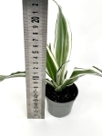 Dracena Dragontree White Jewel - S