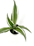 Dracena Dragontree White Jewel - S