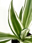 Dracena Dragontree White Jewel - S