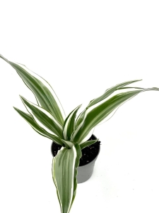 Dracena Dragontree 'White Jewel'