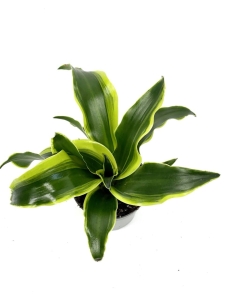 Dracena Dragontree 'Tornado'